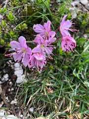Rhodothamnus chamaecistus
