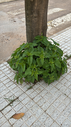 marvel of Peru