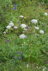 Seseli condensatum