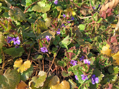 Glechoma hederacea