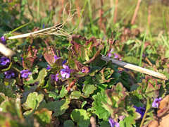 Glechoma hederacea
