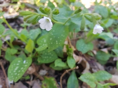 Pulmonaria officinalis