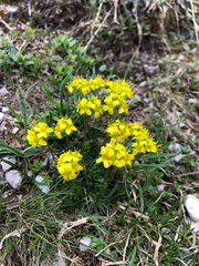 Draba aizoides