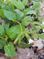 Pulmonaria officinalis