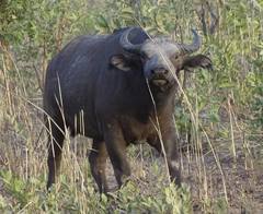 Syncerus caffer brachyceros
