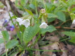 Pulmonaria officinalis
