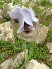 Iris hermona