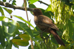 Pseudoseisura lophotes