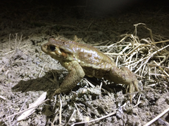 Bufo sachalinensis