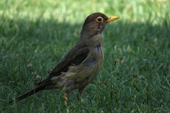 Turdus falcklandii