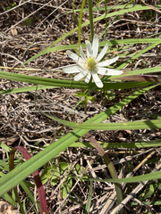(c) IDClaire, some rights reserved (CC BY) Anemone berlandieri, photograph (c) IDClaire, some rights reserved (CC BY)