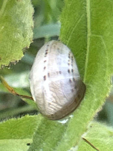 Theba pisana pisana