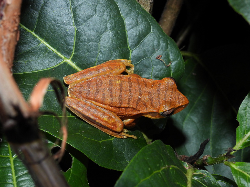 Araguari Tree Frog