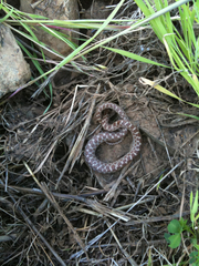 Hypsiglena ochrorhynchus klauberi