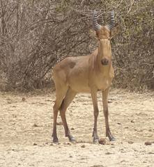 Alcelaphus buselaphus major