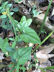 Dioscorea floridana
