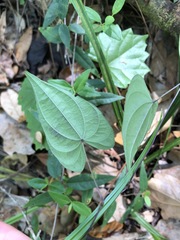 Dioscorea floridana