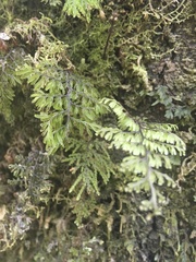 Hymenophyllum dentatum