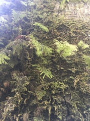 Hymenophyllum dentatum