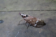 Phrictus moebiusi