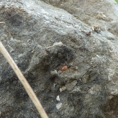 Ostearius melanopygius