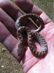 Hypsiglena ochrorhynchus klauberi