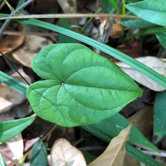 Dioscorea floridana