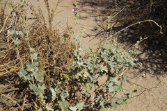 Sphaeralcea mendocina
