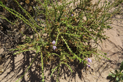 Junellia seriphioides