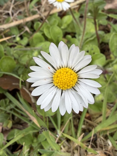 Lawn daisy