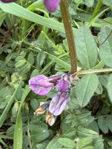 Bush Vetch