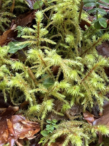 rough goose neck moss