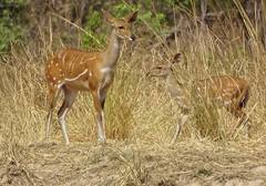 Tragelaphus scriptus