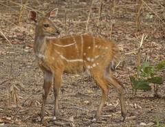 Tragelaphus scriptus
