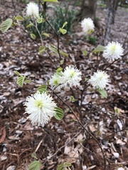 Fothergilla
