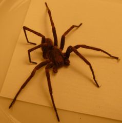 Uliodon albopunctatus