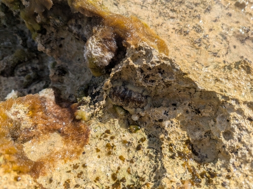 Acanthopleura granulata