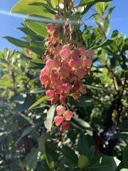 Arbutus × andrachnoides