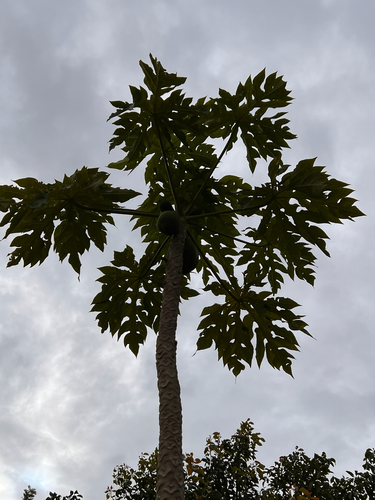 Papaya