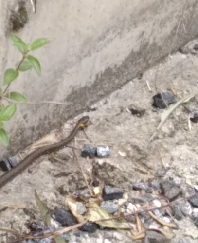 Pope's Keelback
