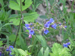 Pulmonaria angustifolia
