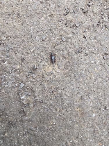 Dorcadion pedestre