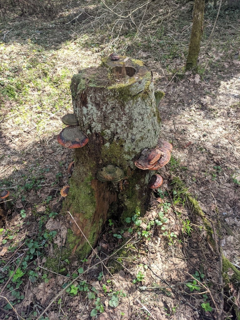 Fomitopsis pinicola · May 2026 · photo: © naturalist57011 (iNaturalist, cc-by)