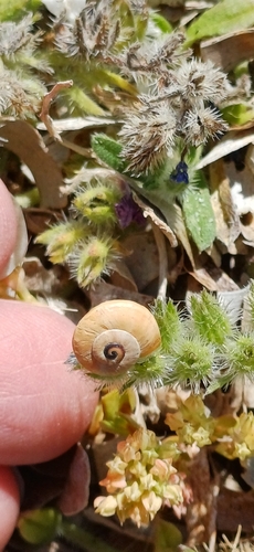 Theba pisana