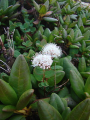 Spiraea beauverdiana