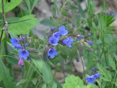 Pulmonaria angustifolia