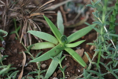 Bergeranthus scapiger