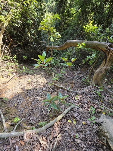 Melastoma sanguineum, photograph 6