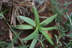 Bergeranthus scapiger