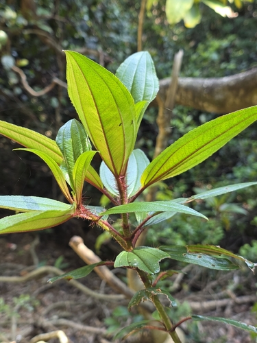 Melastoma sanguineum, photograph 5